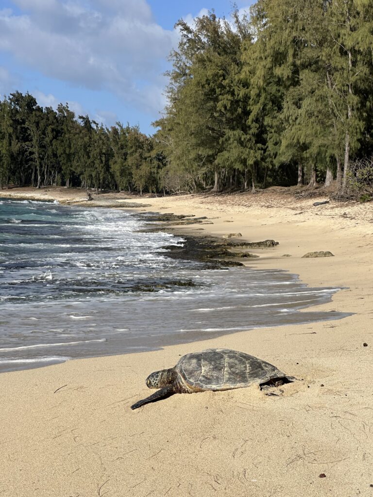 Picture of a turtle hiking Kawela Bay North Shore Oahu.