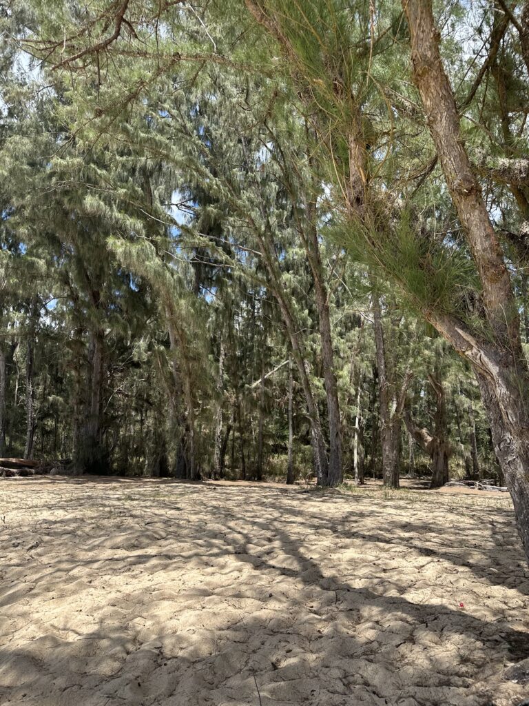 Picture of Lost Survivor's Beach Camp set North Shore Oahu.