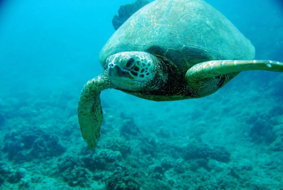 Sea turtle North Shore Oahu